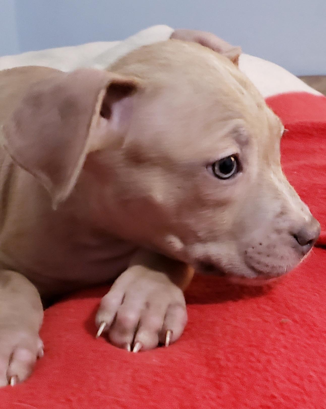 Brynn, a ADOPTABLE mixed breed in Detroit, MI image 6/6