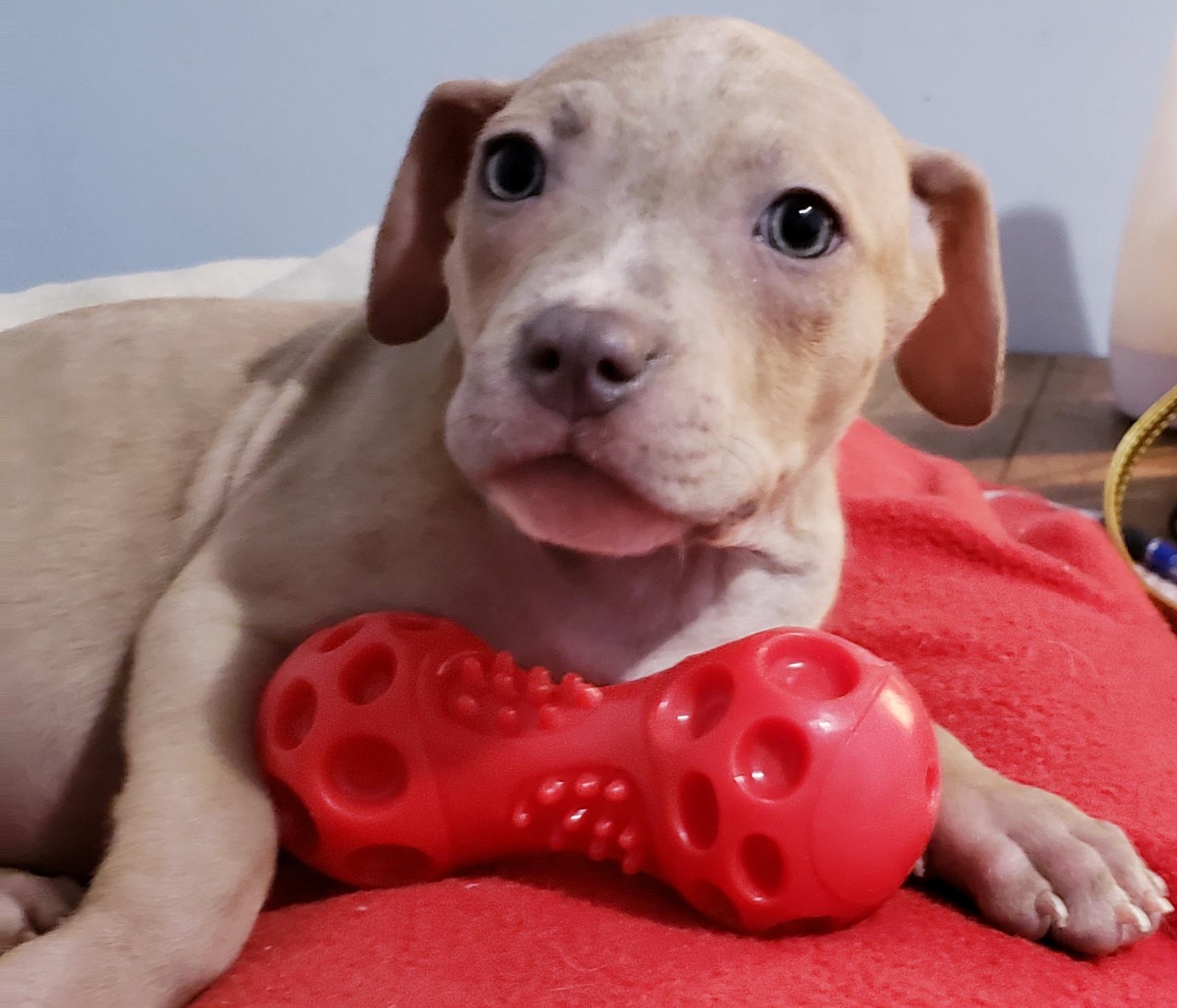 Brynn, ADOPTABLE, Puppy Female Pit Bull Terrier.