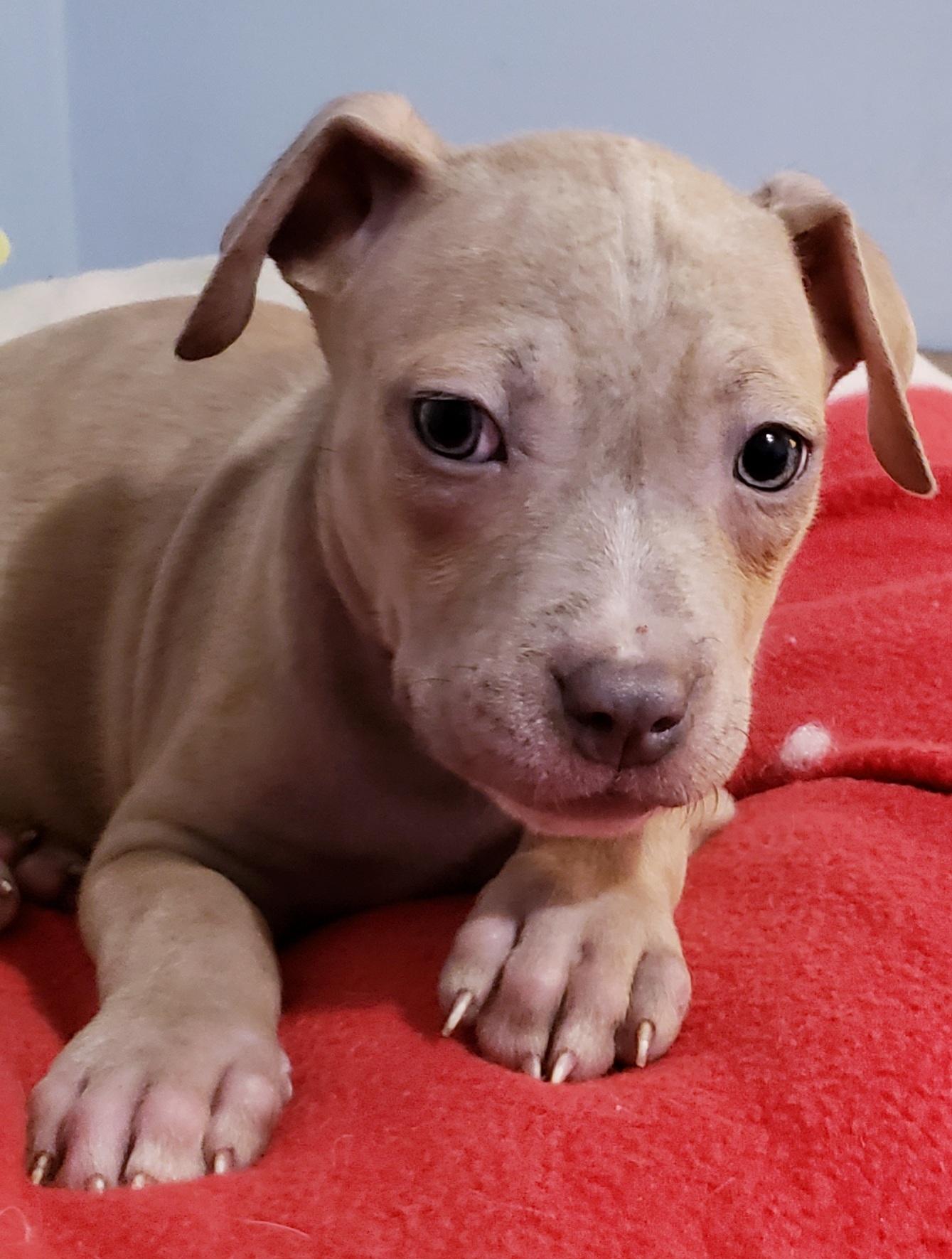 Brynn, a ADOPTABLE mixed breed in Detroit, MI image 4/6