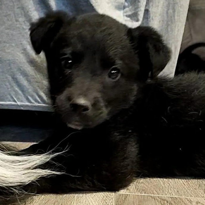Bruno, adopted, Puppy Male Australian Cattle Dog / Blue Heeler & Goldendoodle.
