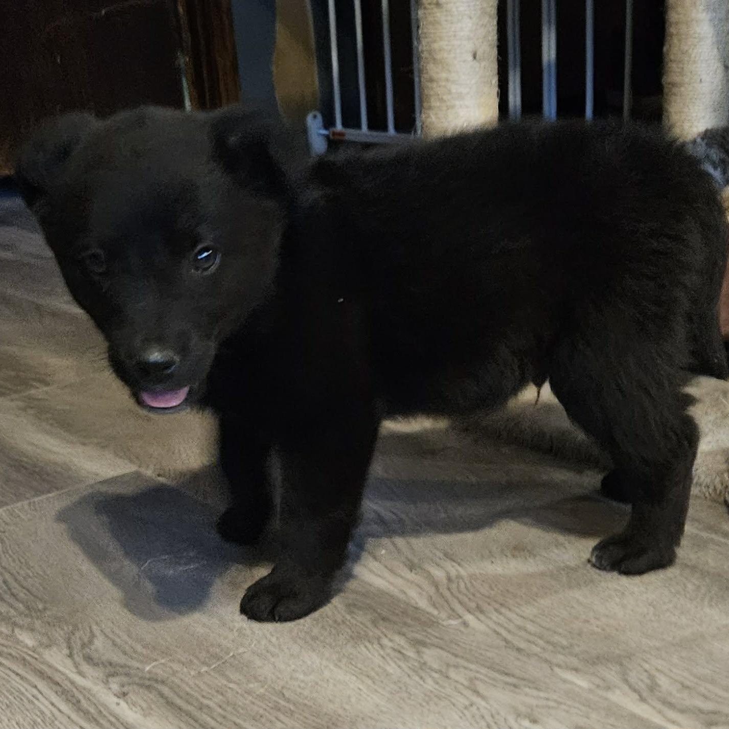 Enlarge Bruno, an adopted mixed breed in Brockport, NY image 5/6