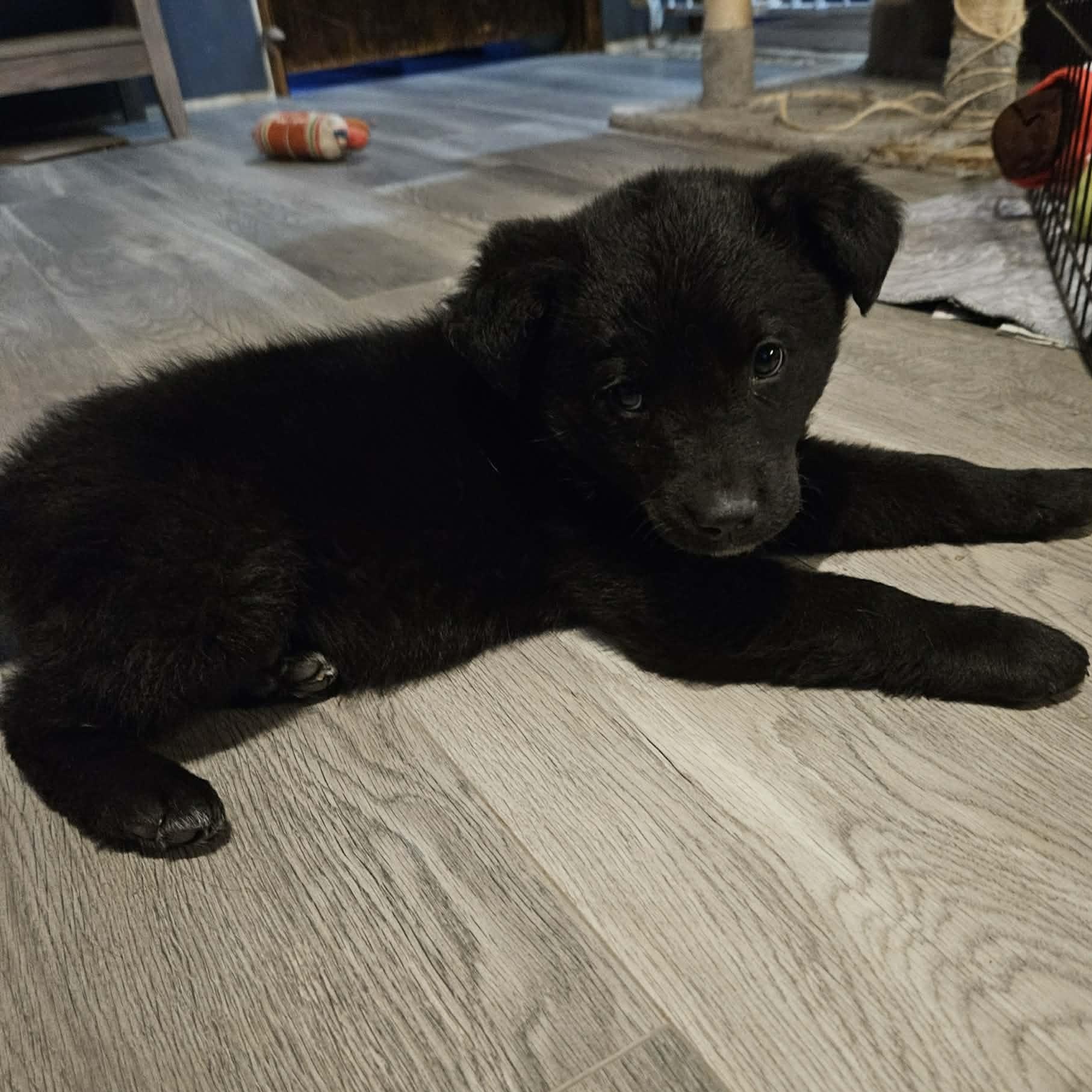 Enlarge Bruno, an adopted mixed breed in Brockport, NY image 4/6