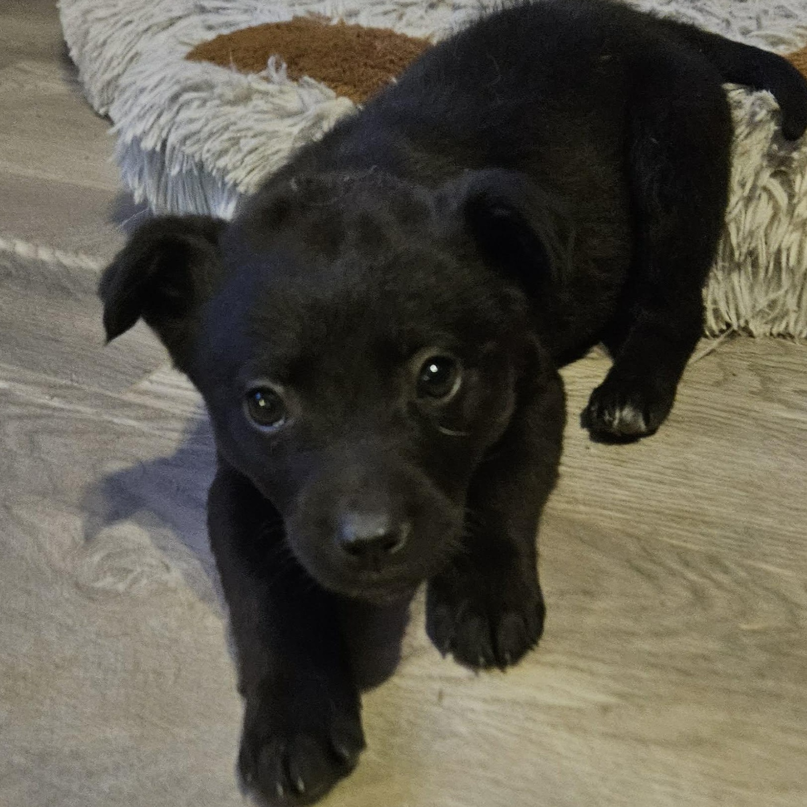 Enlarge Bruno, an adopted mixed breed in Brockport, NY image 6/6