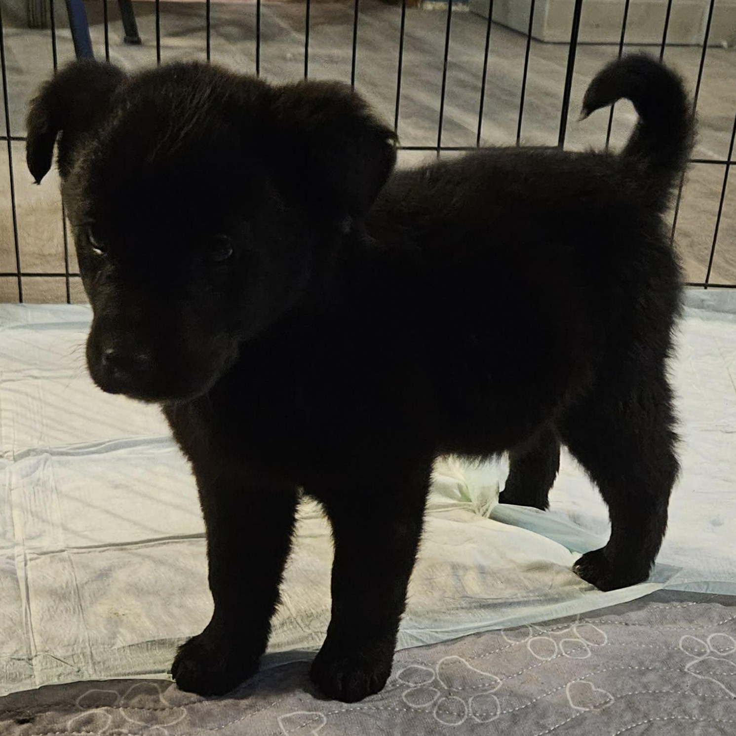 Enlarge Bruno, an adopted mixed breed in Brockport, NY image 2/6