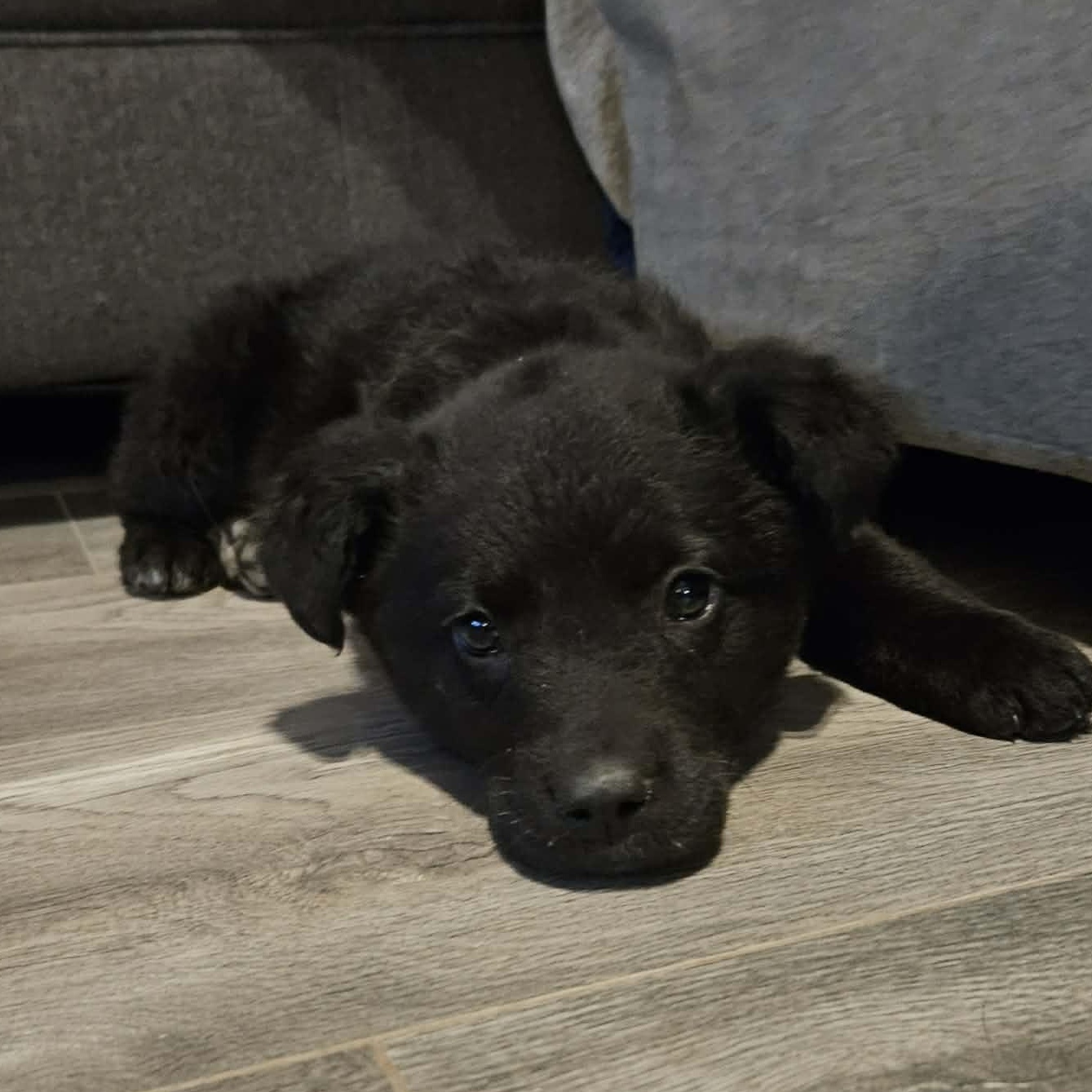 Enlarge Bruno, an adopted mixed breed in Brockport, NY image 3/6