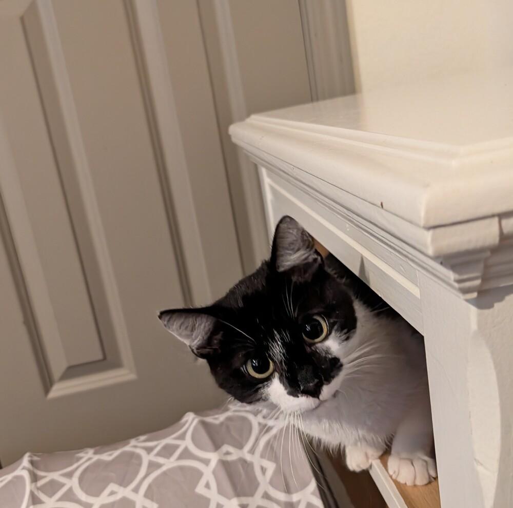 Nava, Adoptable, Kitten Female Domestic Short Hair.