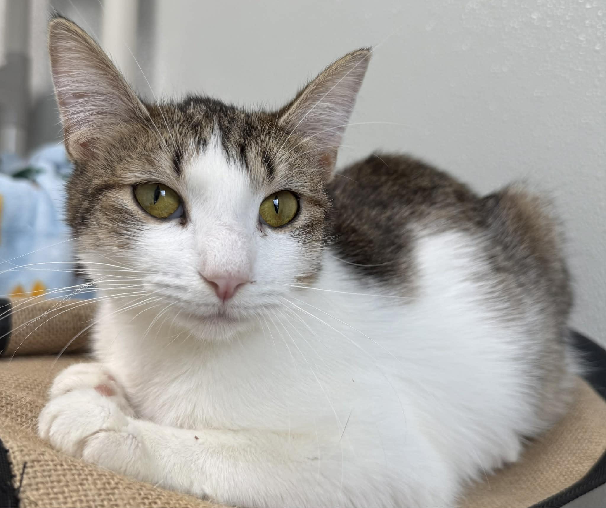 Pangea, Adoptable, Adult Female Domestic Short Hair.