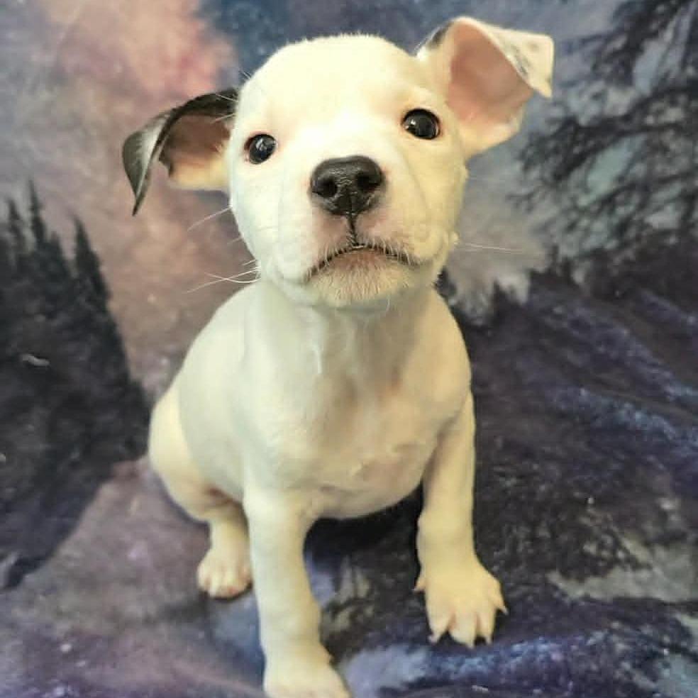 Revival, Adoptable, Puppy Male Mixed Breed.