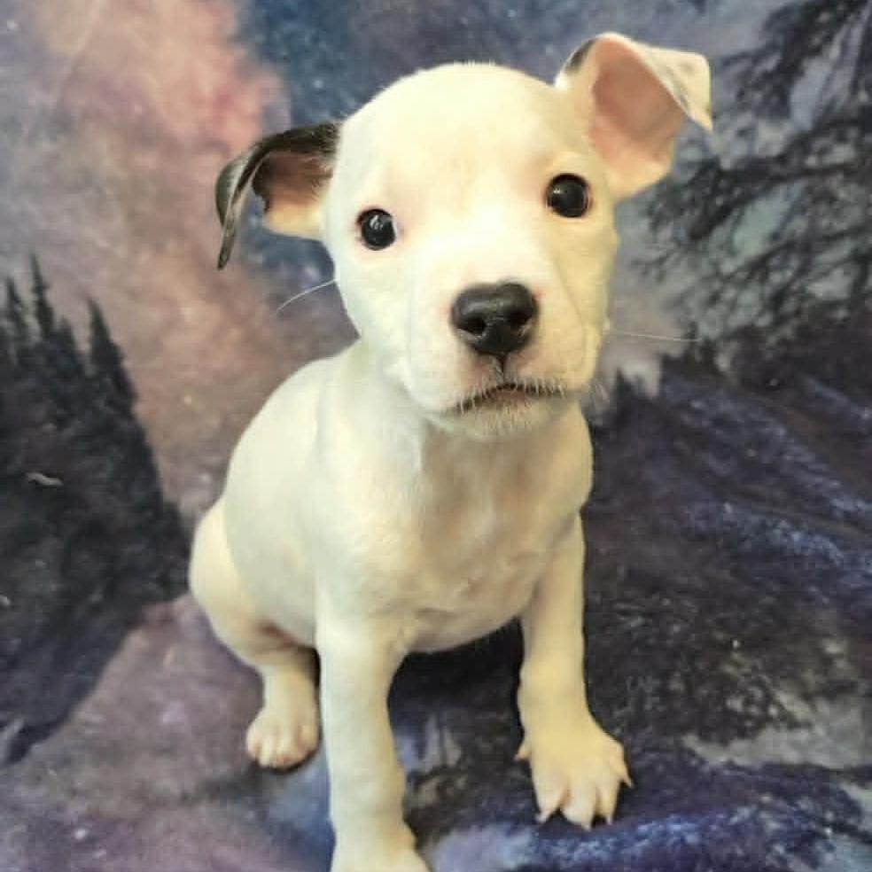 Revival, a Adoptable Mixed Breed in Olathe, KS image 3/6