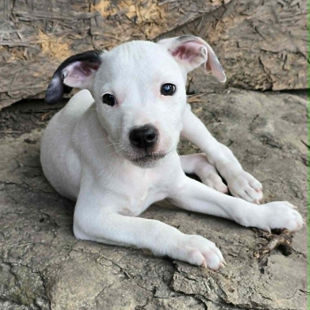 Revival, a Adoptable Mixed Breed in Olathe, KS image 4/6