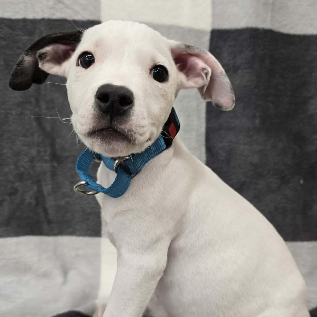 Revival, a Adoptable Mixed Breed in Olathe, KS image 5/6