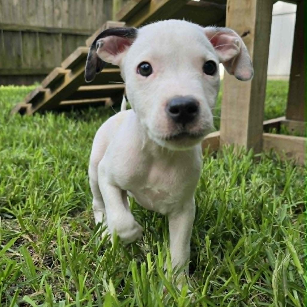 Revival, a Adoptable Mixed Breed in Olathe, KS image 6/6