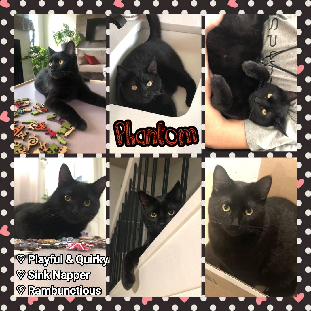 Enlarge Phantom, a ADOPTABLE Domestic Short Hair in Brigham City, UT image 1/1