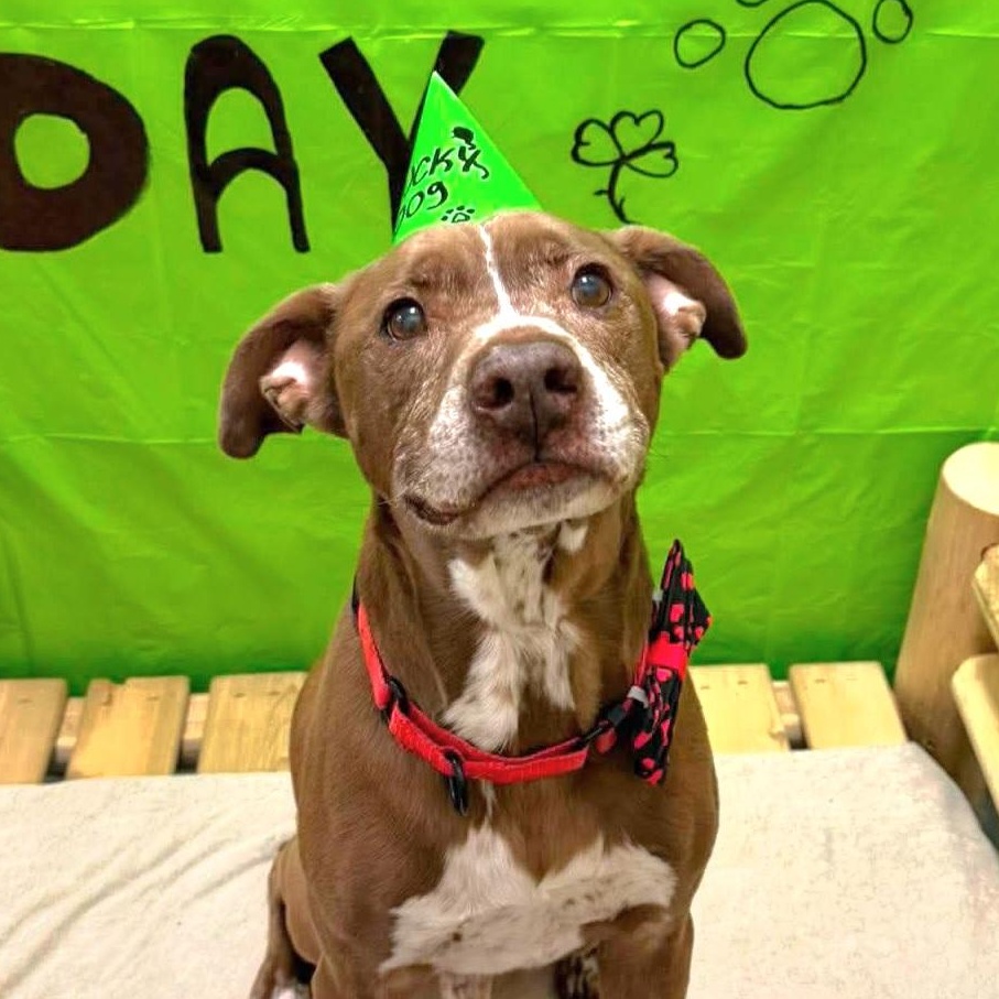 Enlarge Buddy, a Adoptable mixed breed in Syracuse, NY image 4/6