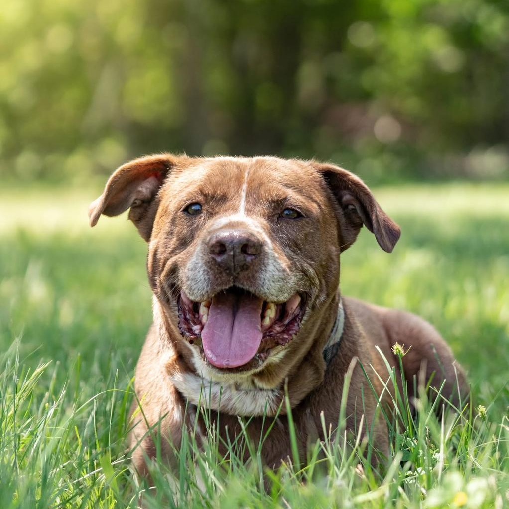 Buddy, Adoptable, Adult Male Bulldog & Labrador Retriever.