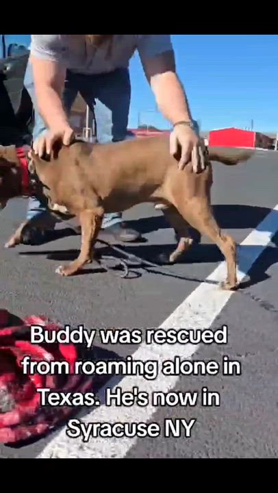 Enlarge Buddy, a Adoptable mixed breed in Syracuse, NY video 2/6