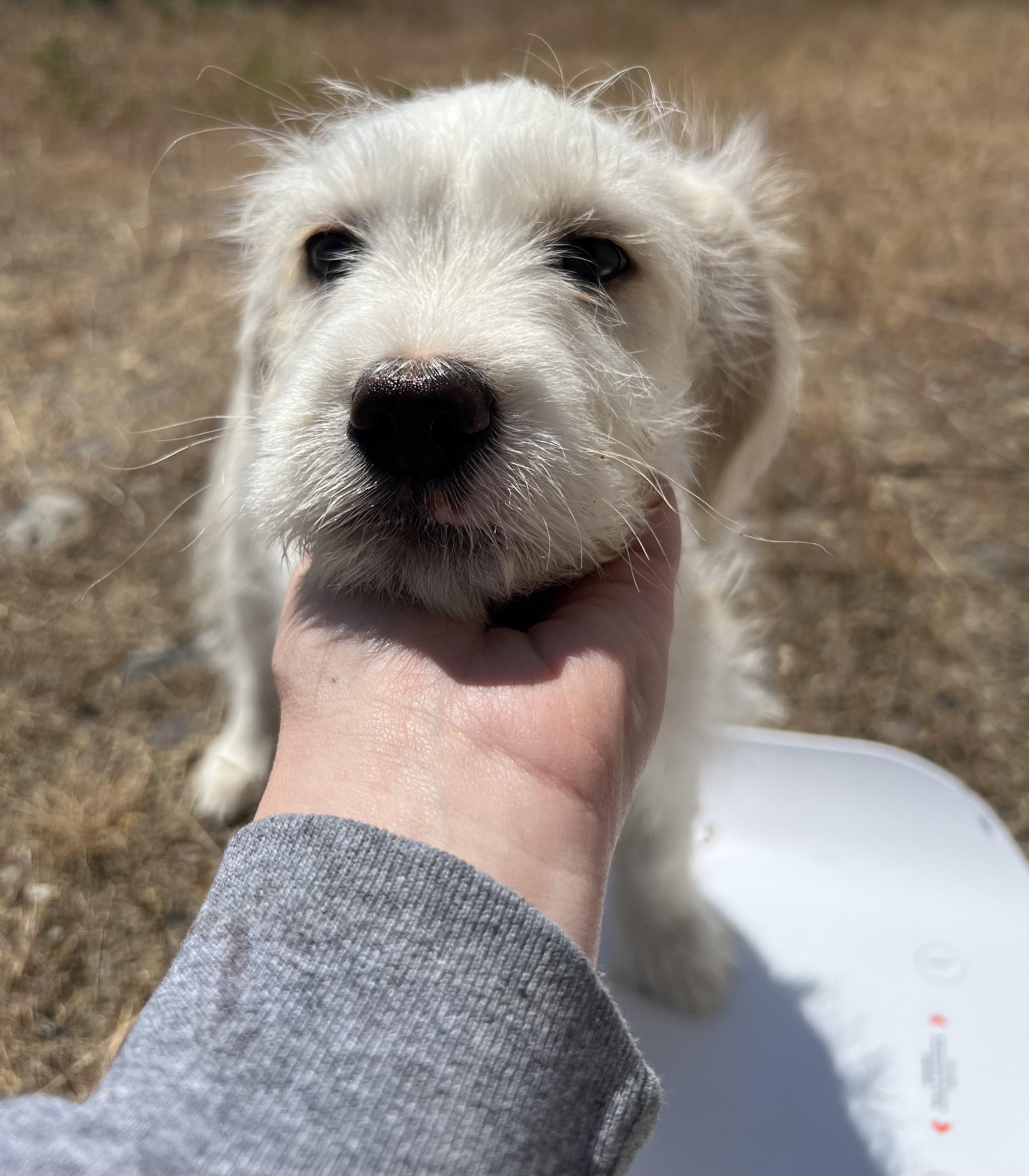 Richard, Adopted, Puppy Male Terrier & Shepherd.