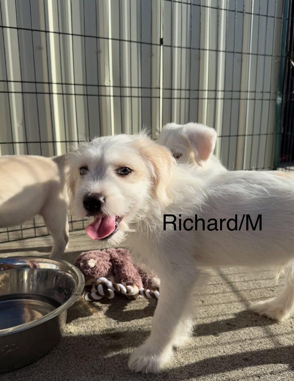 Enlarge Richard, a Adopted mixed breed in Ephrata, WA image 3/3