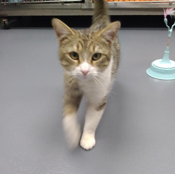 Mr. Kitty (mk), Adoptable, Young Male Domestic Short Hair.