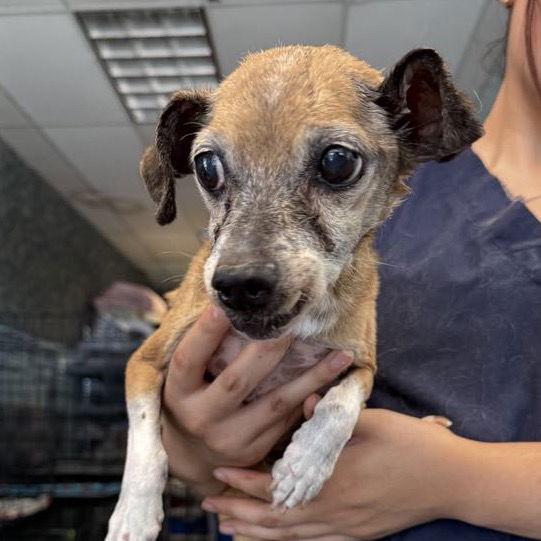 Enlarge WOLFIE, a Adopted Chihuahua in Chico, CA image 1/1
