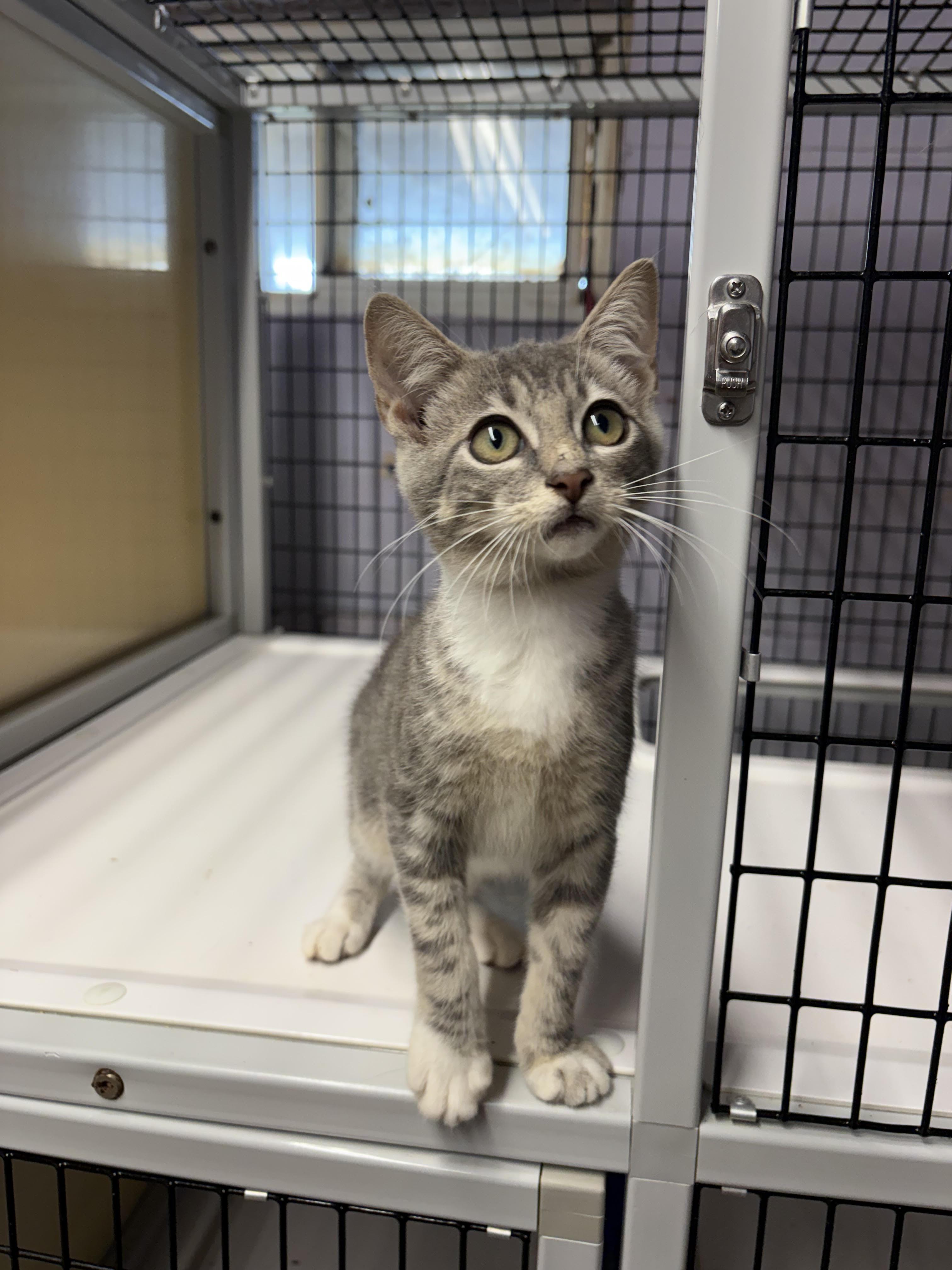 Cloe, Adoptable, Young Female Domestic Short Hair.