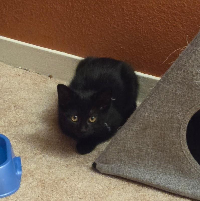 Enlarge Kraken, a Adoptable Domestic Short Hair in Fort Collins, CO image 1/1