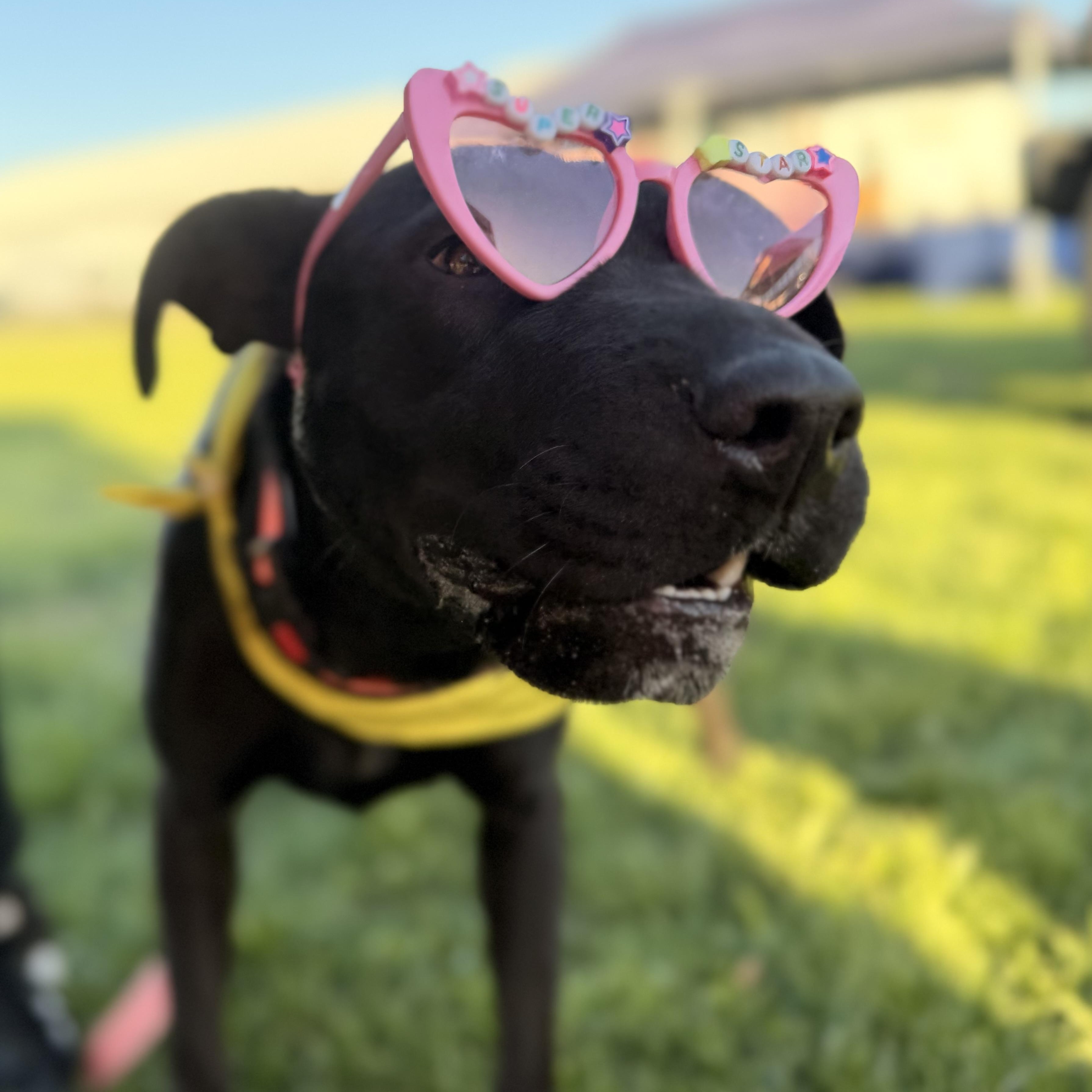Enlarge Beauty-ful Girl, a Adoptable mixed breed in Harrisburg, PA image 1/6