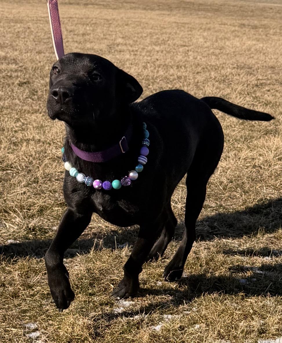Enlarge Beauty-ful Girl, a Adoptable mixed breed in Harrisburg, PA image 6/6