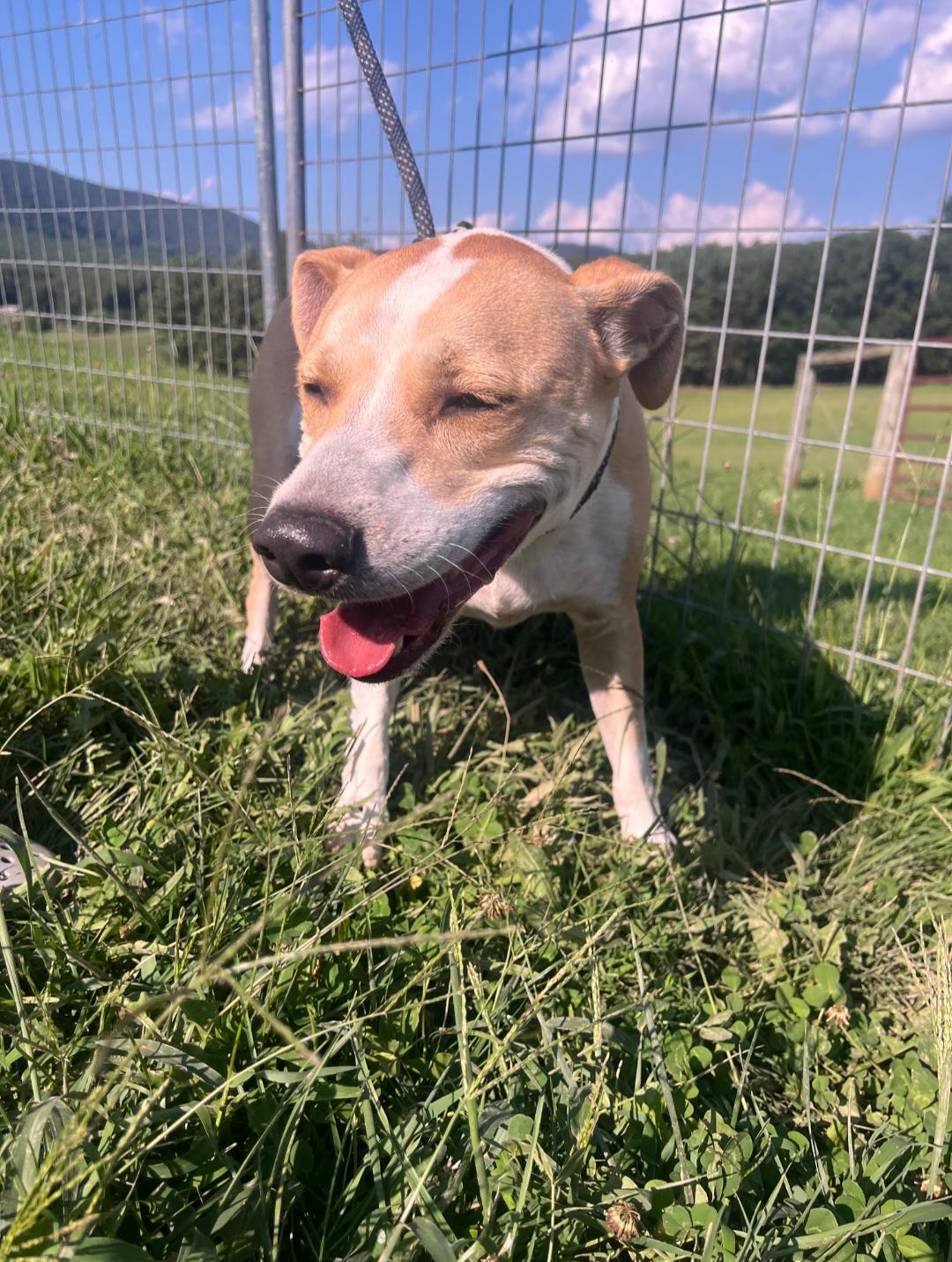 George, a Adoptable mixed breed in Covington, VA image 4/5