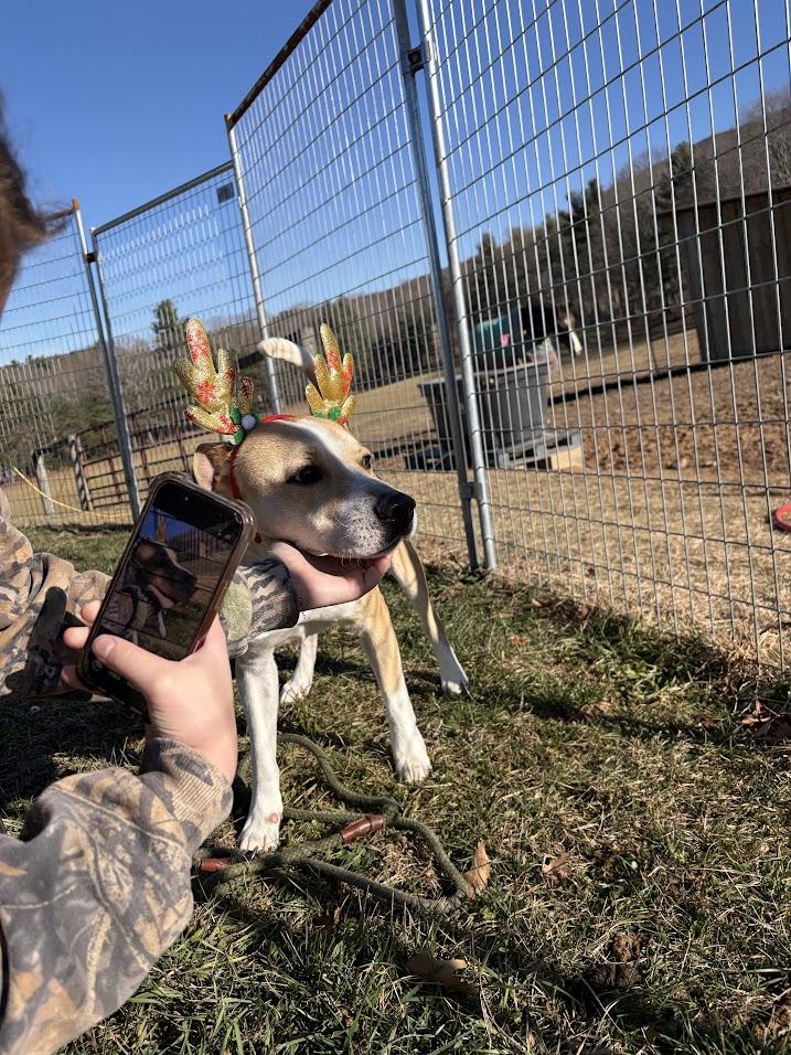 Enlarge George, a Adoptable mixed breed in Covington, VA image 3/6
