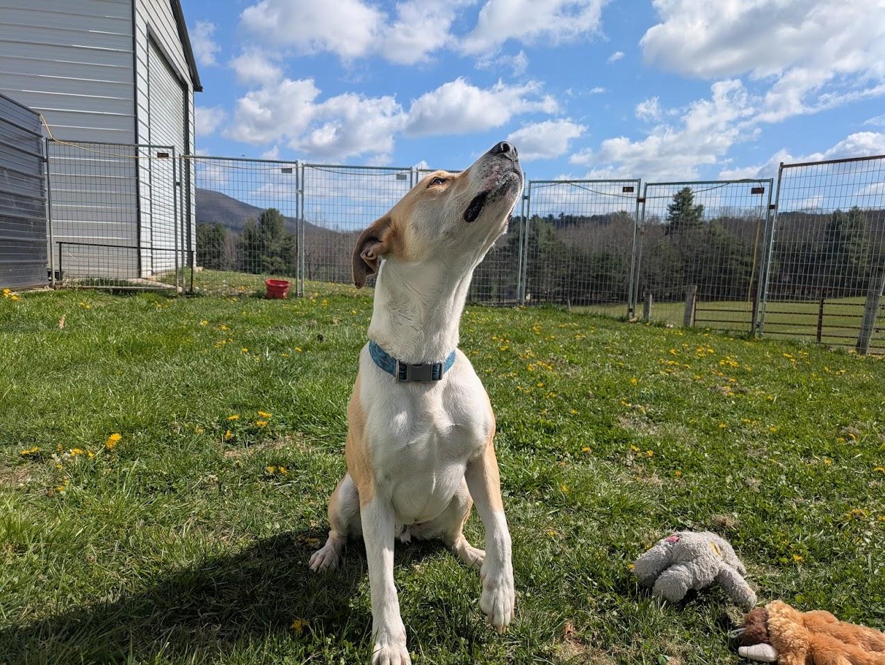 Enlarge George, a Adoptable mixed breed in Covington, VA image 5/5