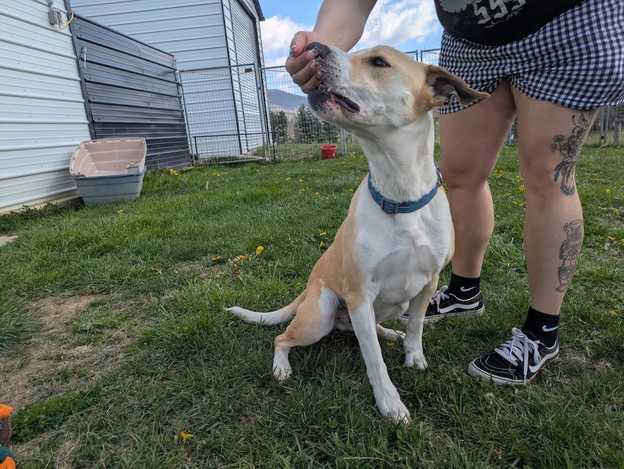 Enlarge George, a Adoptable mixed breed in Covington, VA image 4/5