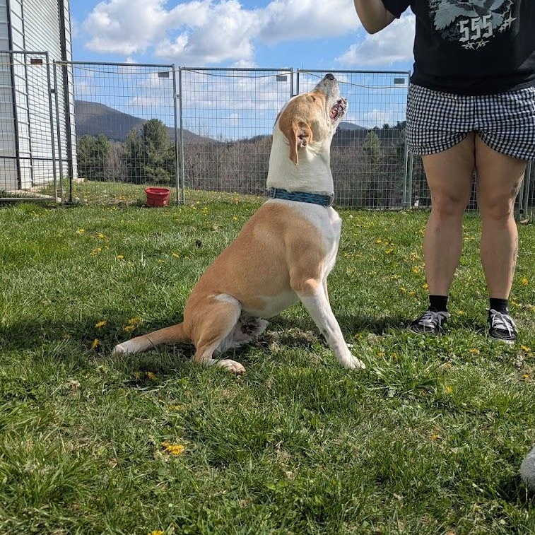 George, Adoptable, Adult Male Yellow Labrador Retriever & Hound.