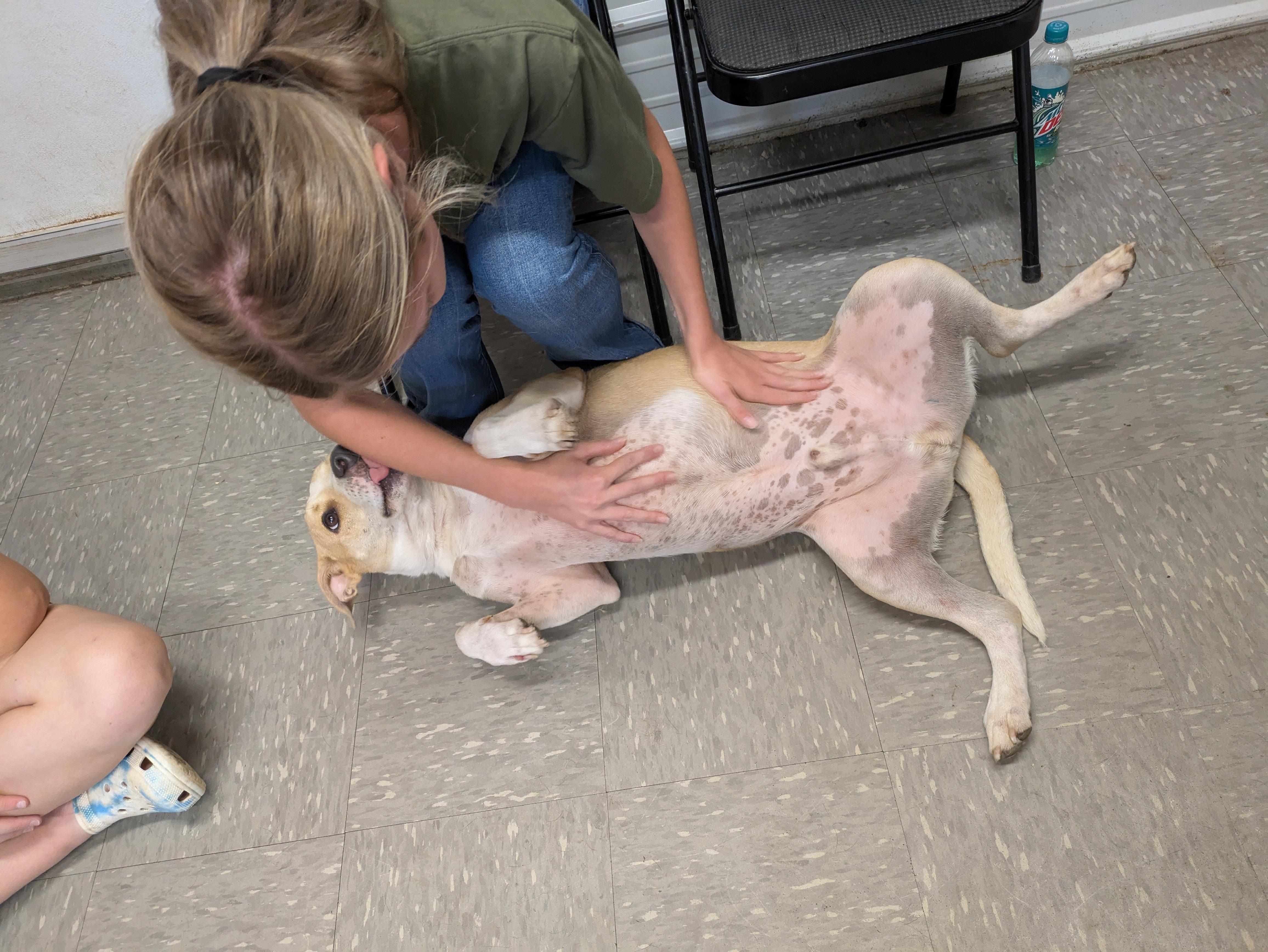 George, Adoptable, Adult Male Yellow Labrador Retriever & Hound.