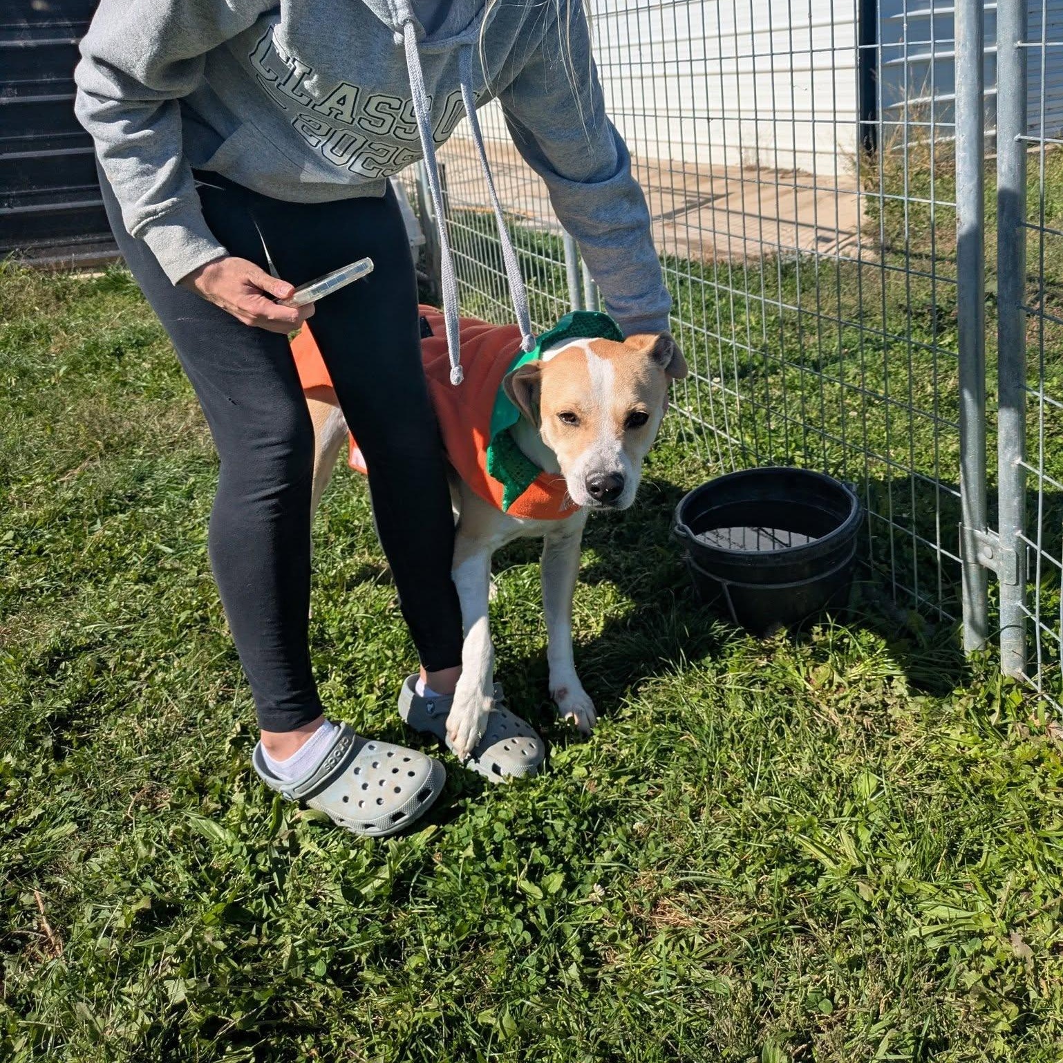 George, a Adoptable mixed breed in Covington, VA image 2/5