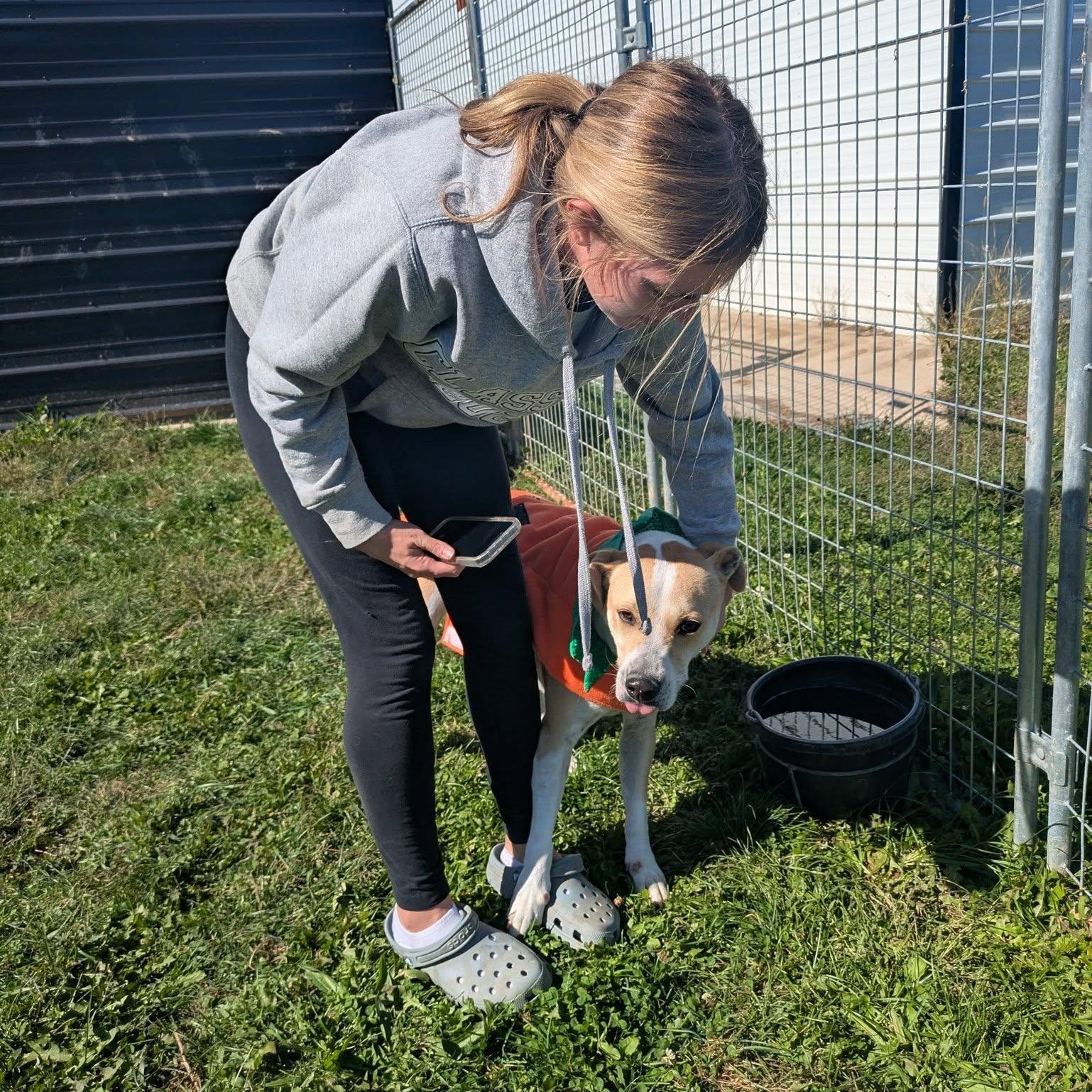 George, a Adoptable mixed breed in Covington, VA image 5/5