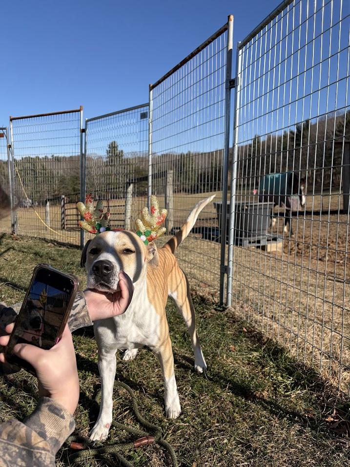 Enlarge George, a Adoptable mixed breed in Covington, VA image 2/6