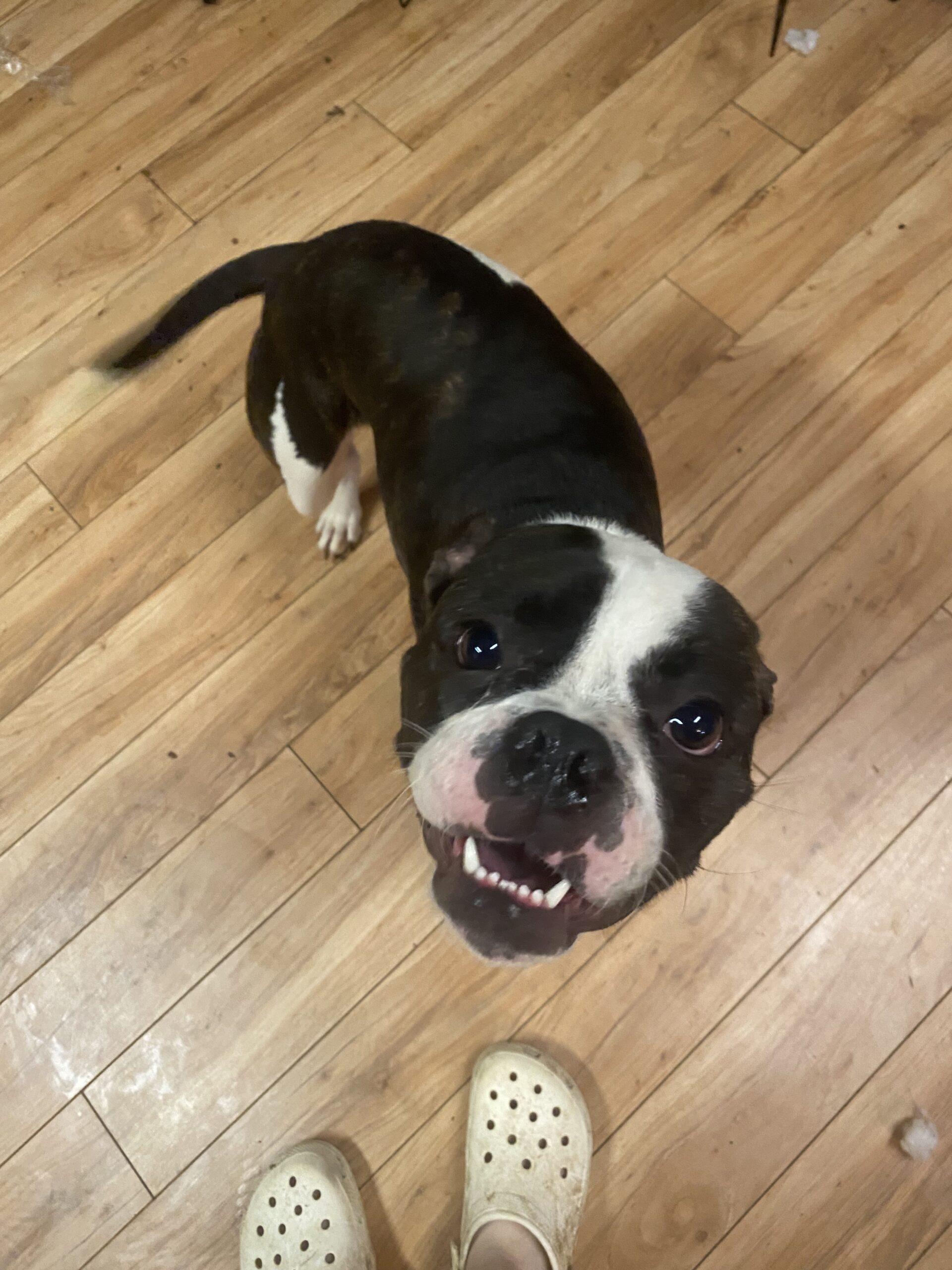 scooter, Adoptable, Adult Male Boxer & Boston Terrier.