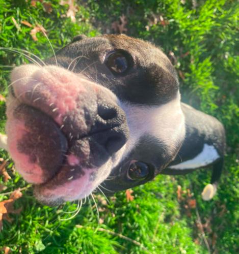 scooter, Adoptable, Adult Male Boxer & Boston Terrier.