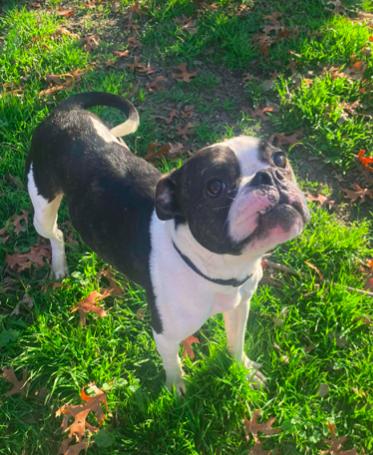 scooter, a Adoptable mixed breed in North Richland Hills, TX image 2/6