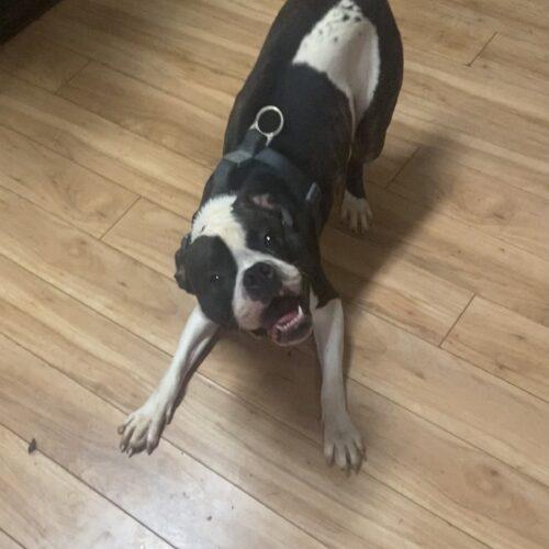 scooter, a Adoptable mixed breed in North Richland Hills, TX image 6/6