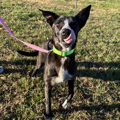 Valley, Adoptable, Adult Female Cattle Dog & Mixed Breed.