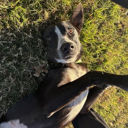 Enlarge Valley, a Adoptable mixed breed in Bryan, TX image 2/3