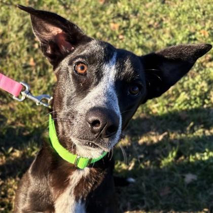 Enlarge Valley, a Adoptable mixed breed in Bryan, TX image 3/3