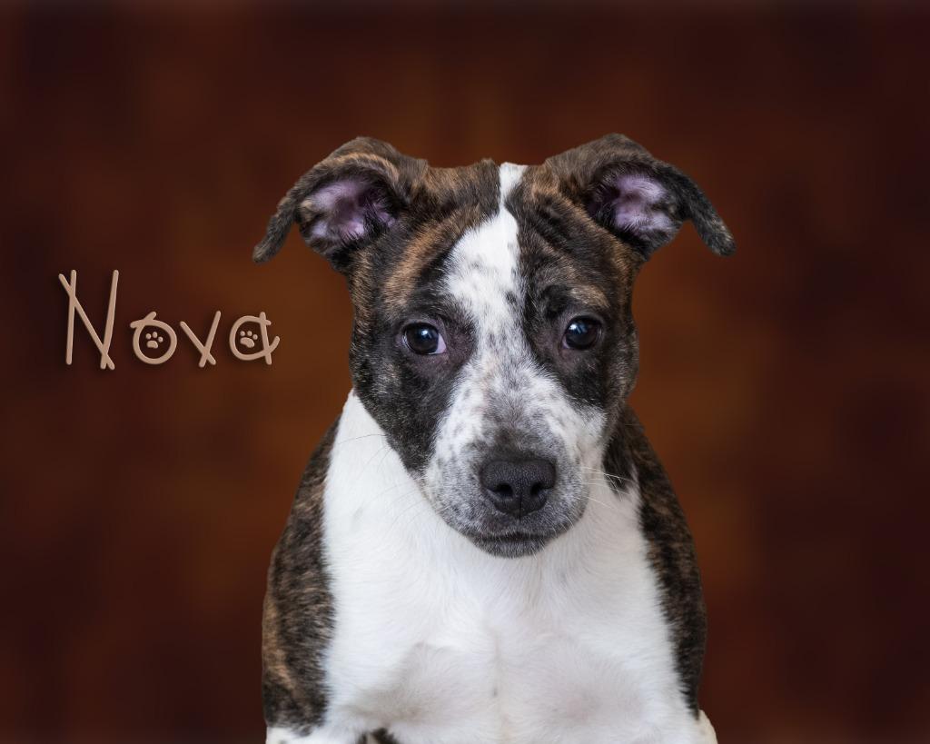 Enlarge Nova, a ADOPTABLE mixed breed in Somerset, PA image 1/1