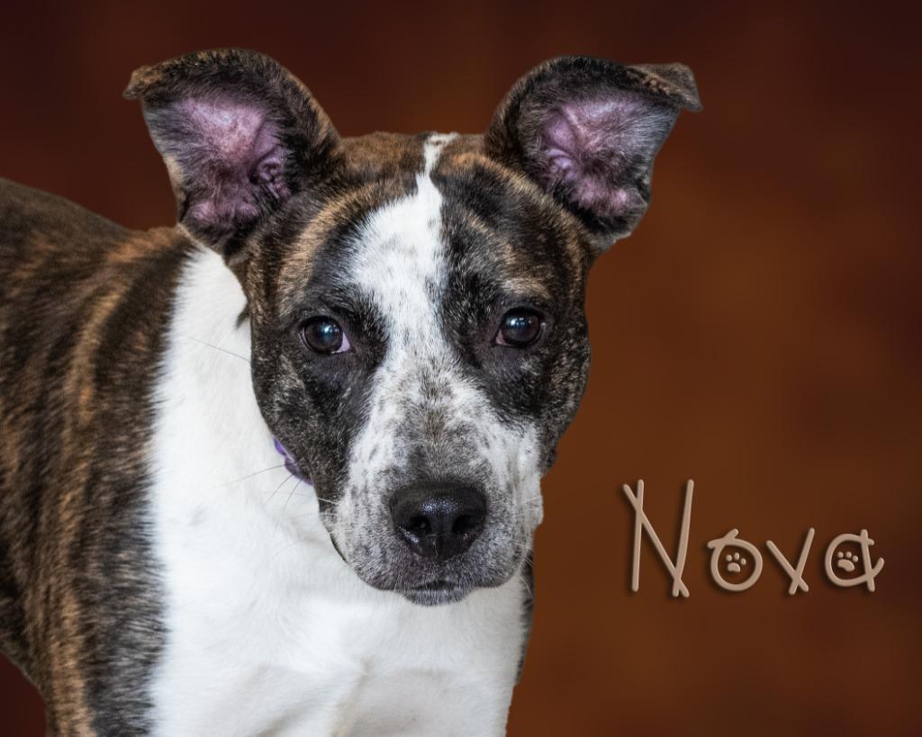 Enlarge Nova, a ADOPTABLE mixed breed in Somerset, PA image 1/1