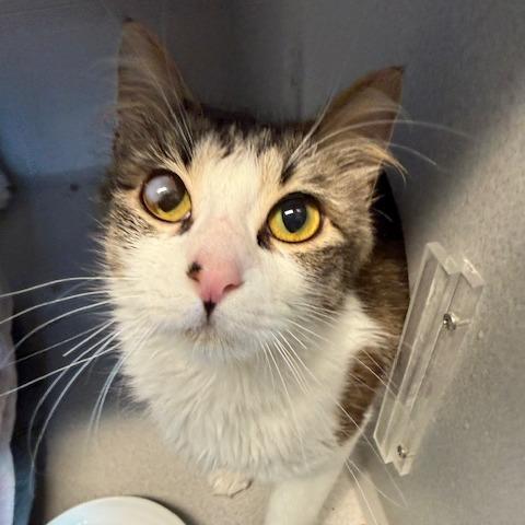 Kim, Adoptable, Young Female Domestic Long Hair.