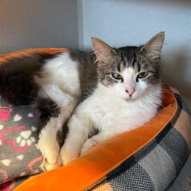 Enlarge Kim, a Adoptable Domestic Long Hair in Washougal, WA image 2/3