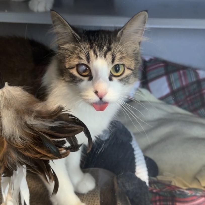 Enlarge Kim, a Adoptable Domestic Long Hair in Washougal, WA image 3/3