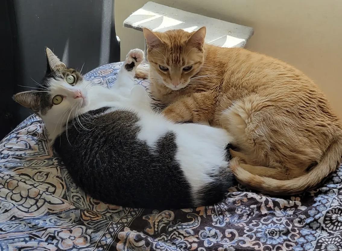 Enlarge Chewie and Leia Contact - Sylva, a ADOPTABLE Tabby in Sherman Oaks, CA image 2/3